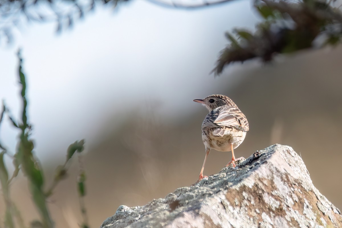 Hellmayr's Pipit - ML642029619