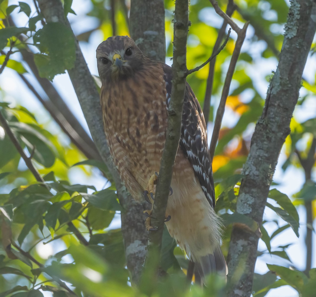 Red-shouldered Hawk - ML642029621