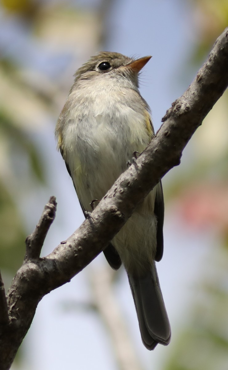 Least Flycatcher - ML642029627