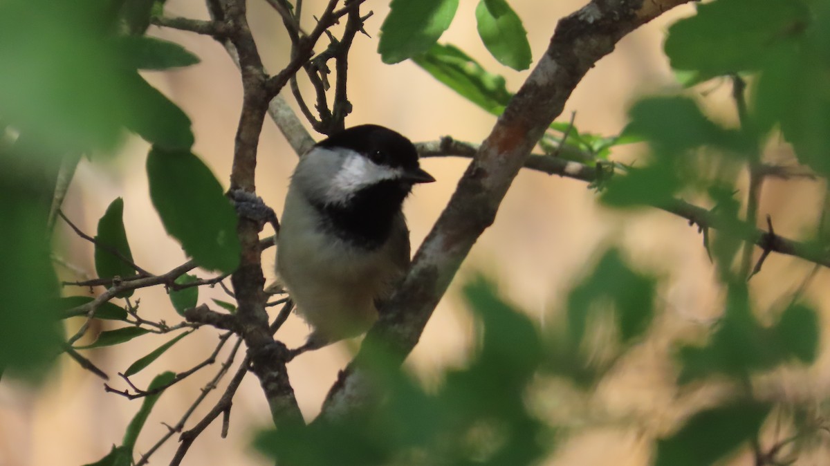 Carolina Chickadee - ML642029629