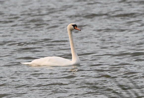 Mute Swan - ML642029641
