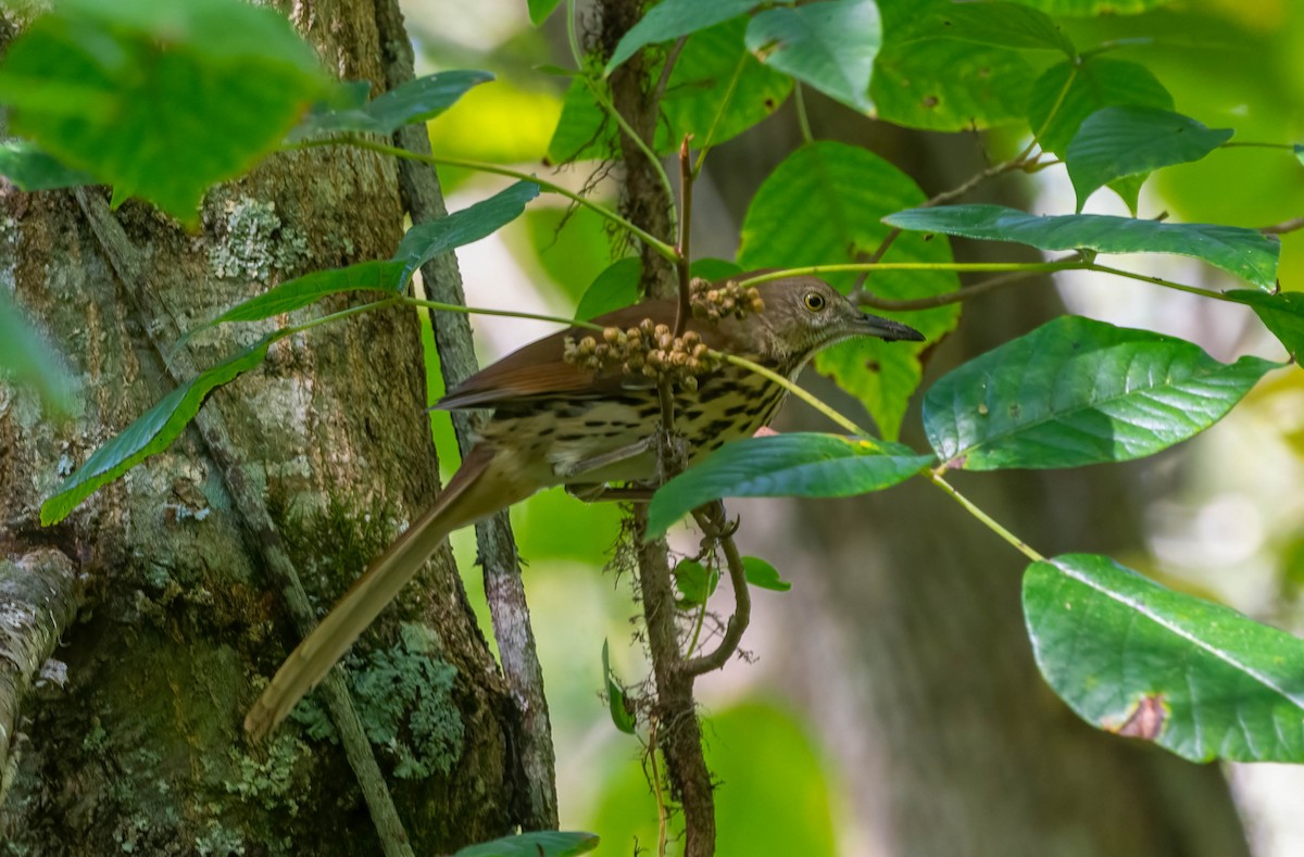 Brown Thrasher - ML642029652