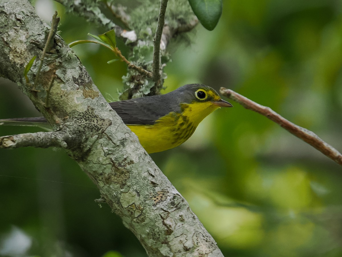 Canada Warbler - ML642029660
