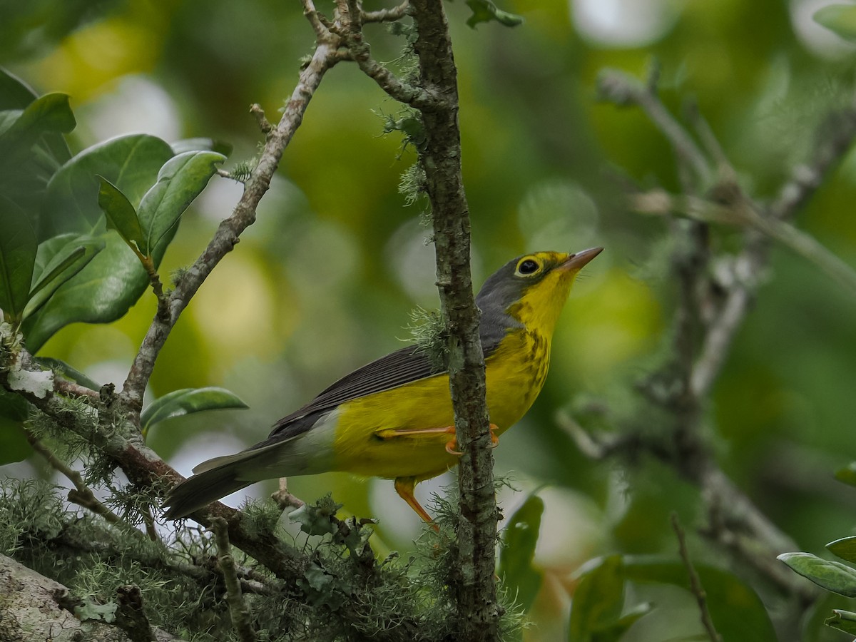 Canada Warbler - ML642029661