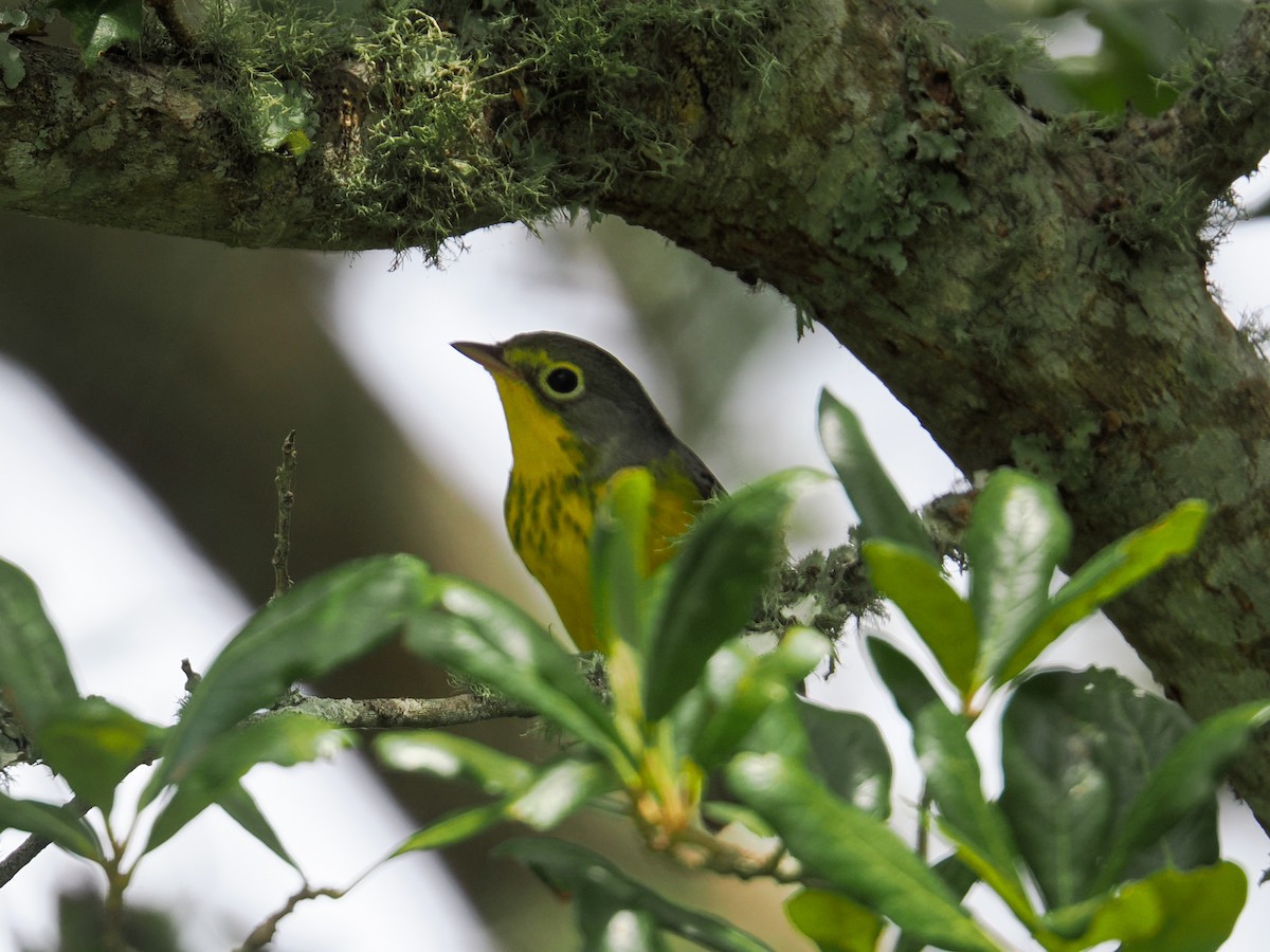 Canada Warbler - ML642029666