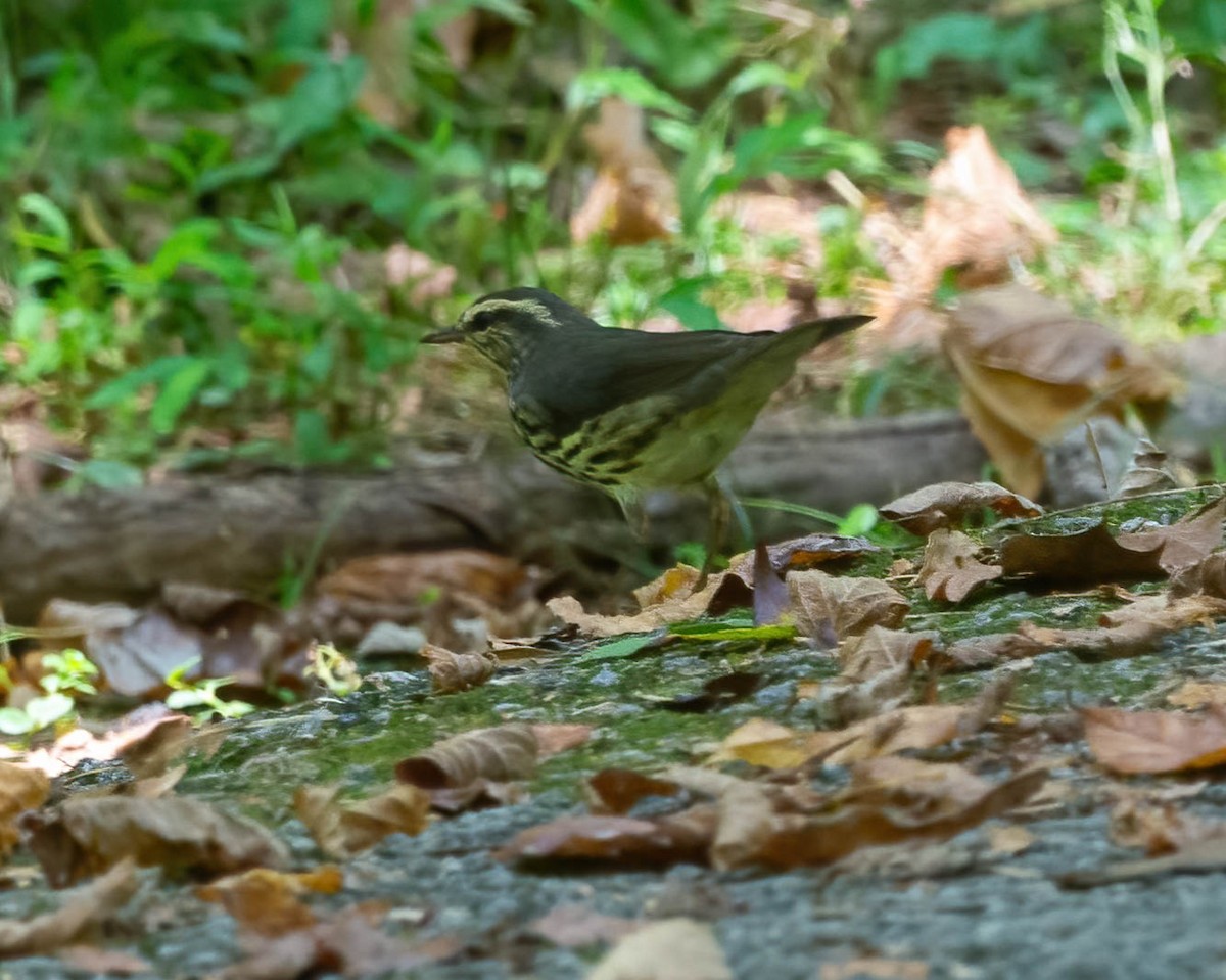 Northern Waterthrush - ML642029668