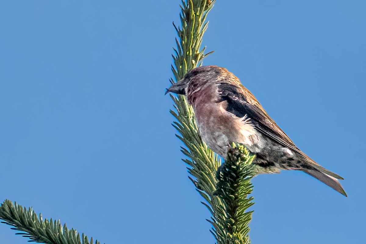 Bec-croisé des sapins - ML642029674