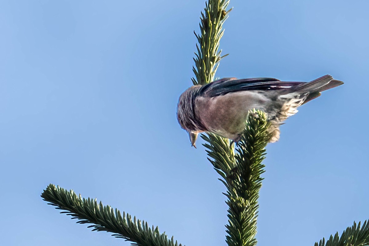 Bec-croisé des sapins - ML642029675