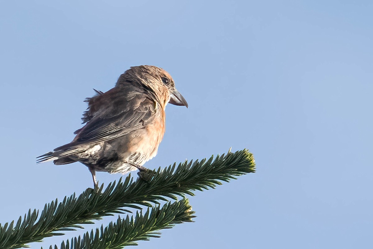 Bec-croisé des sapins - ML642029676