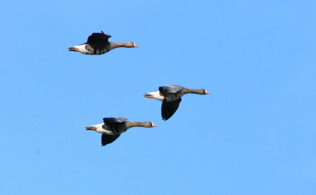 Greater White-fronted Goose - ML642029679