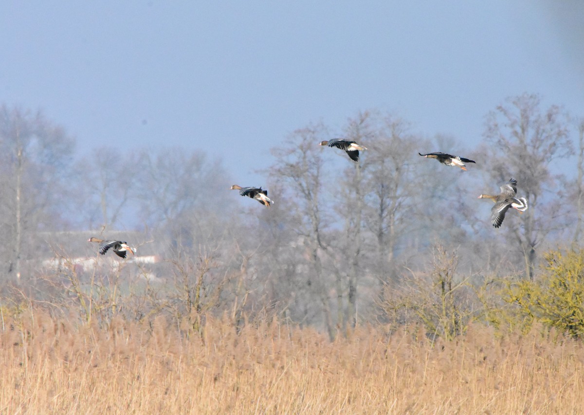 Greater White-fronted Goose - ML642029680