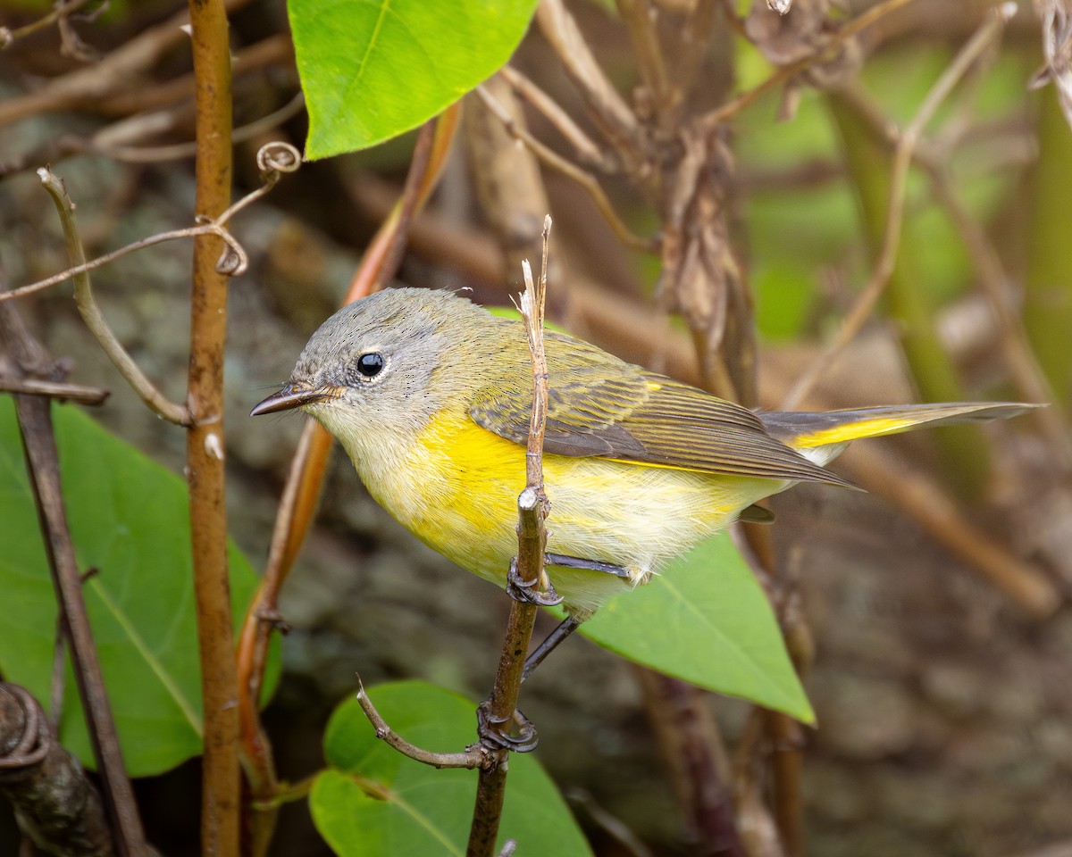 American Redstart - ML642029682