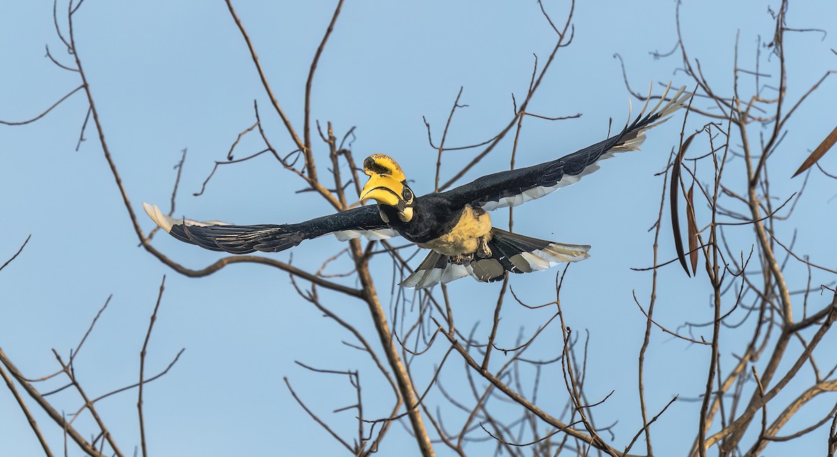 Oriental Pied-Hornbill - ML642029683