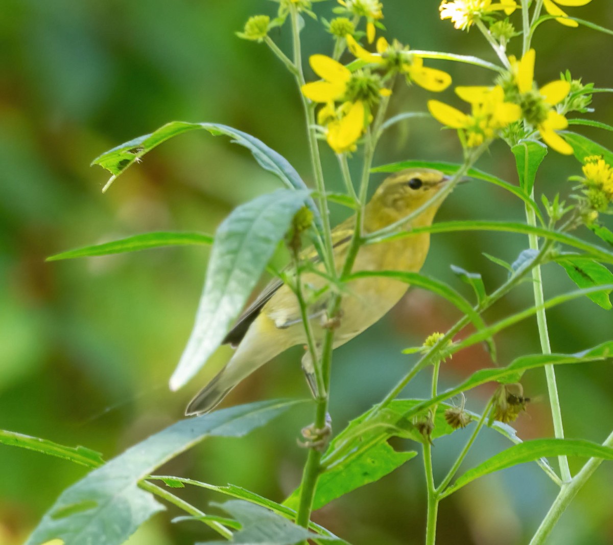 Tennessee Warbler - ML642029687