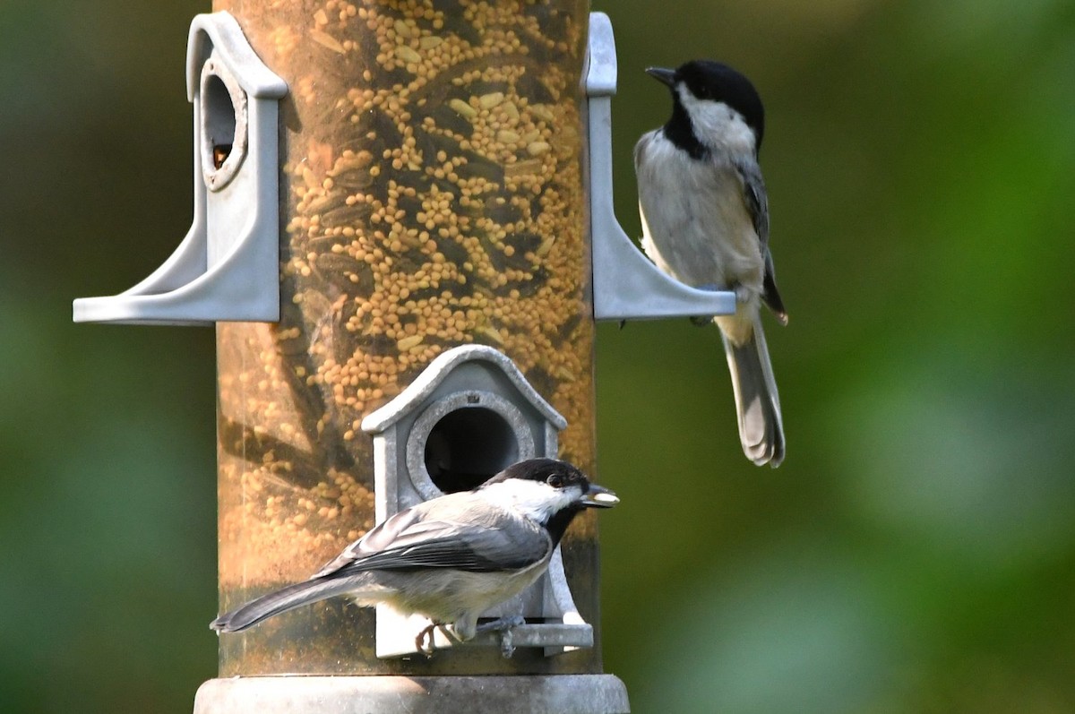 Carolina Chickadee - ML642029689
