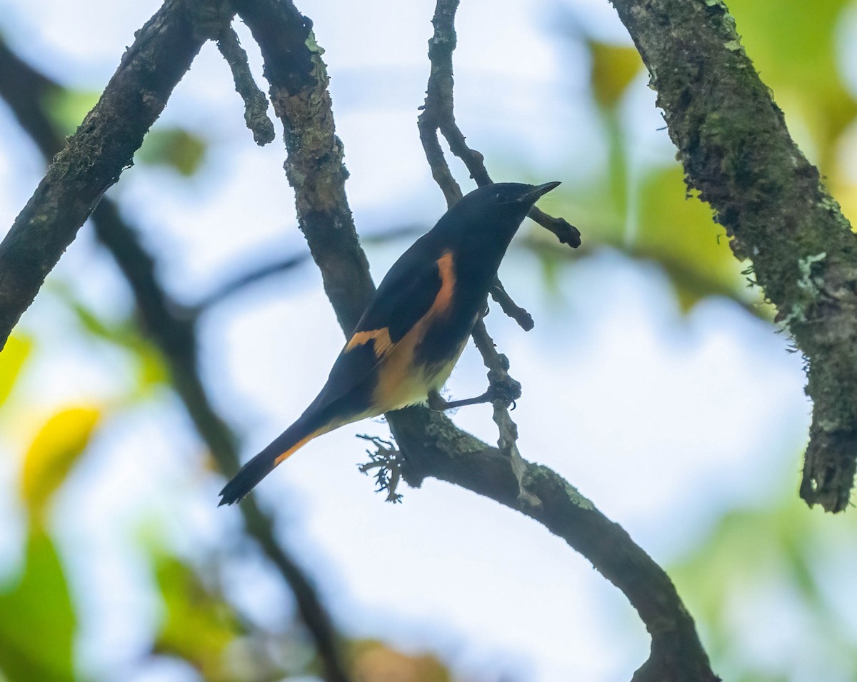 American Redstart - ML642029699