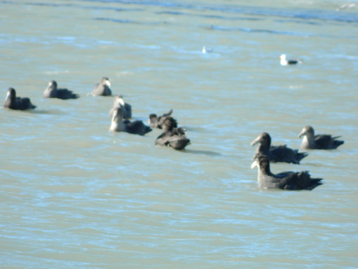 Southern Giant-Petrel - ML642029701