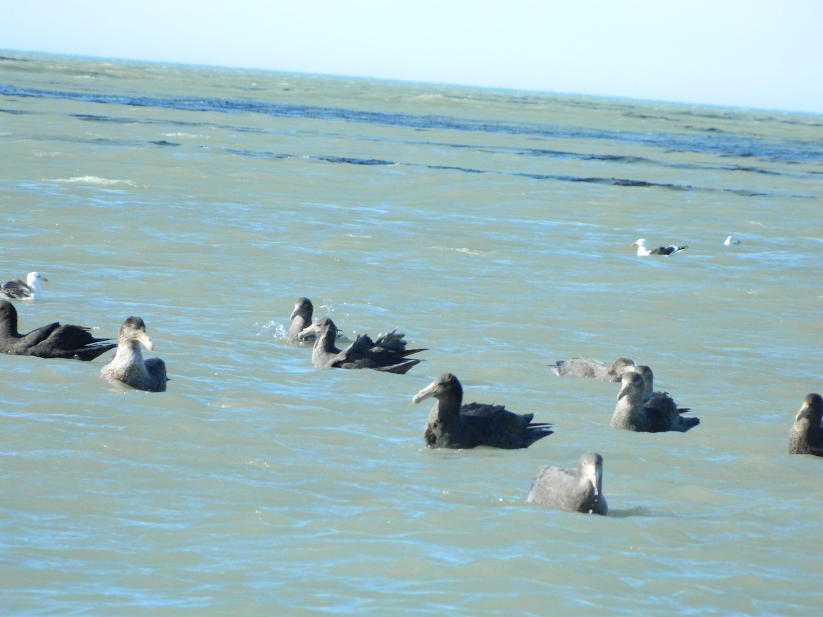 Southern Giant-Petrel - ML642029706