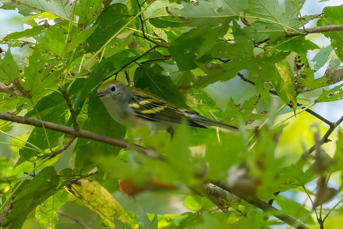 Chestnut-sided Warbler - ML642029715