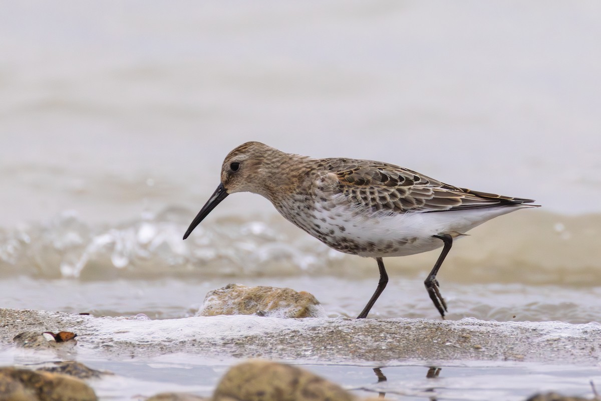 Dunlin - ML642029726