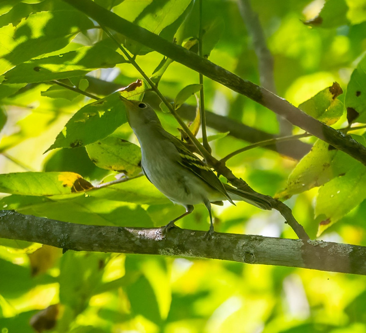 Chestnut-sided Warbler - ML642029728