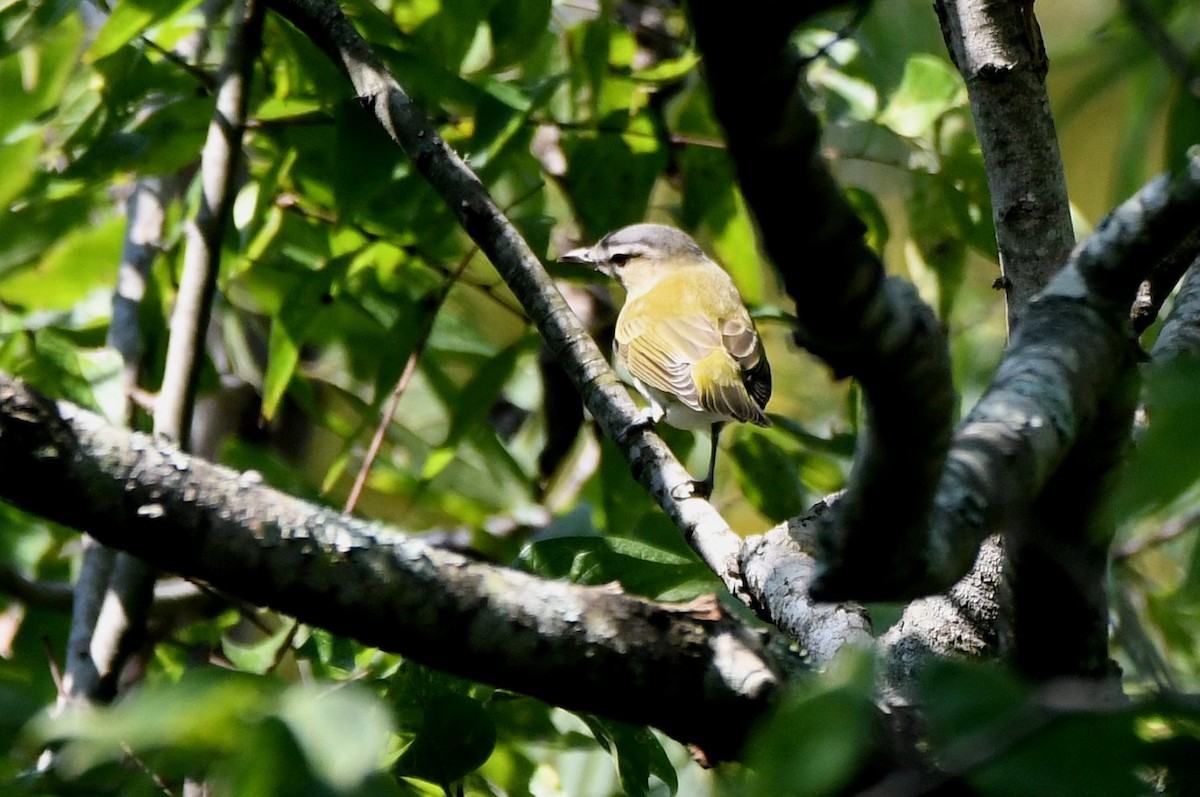 Vireo begigorria - ML642029735