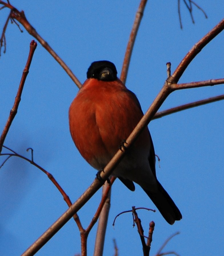 Eurasian Bullfinch - ML642029736