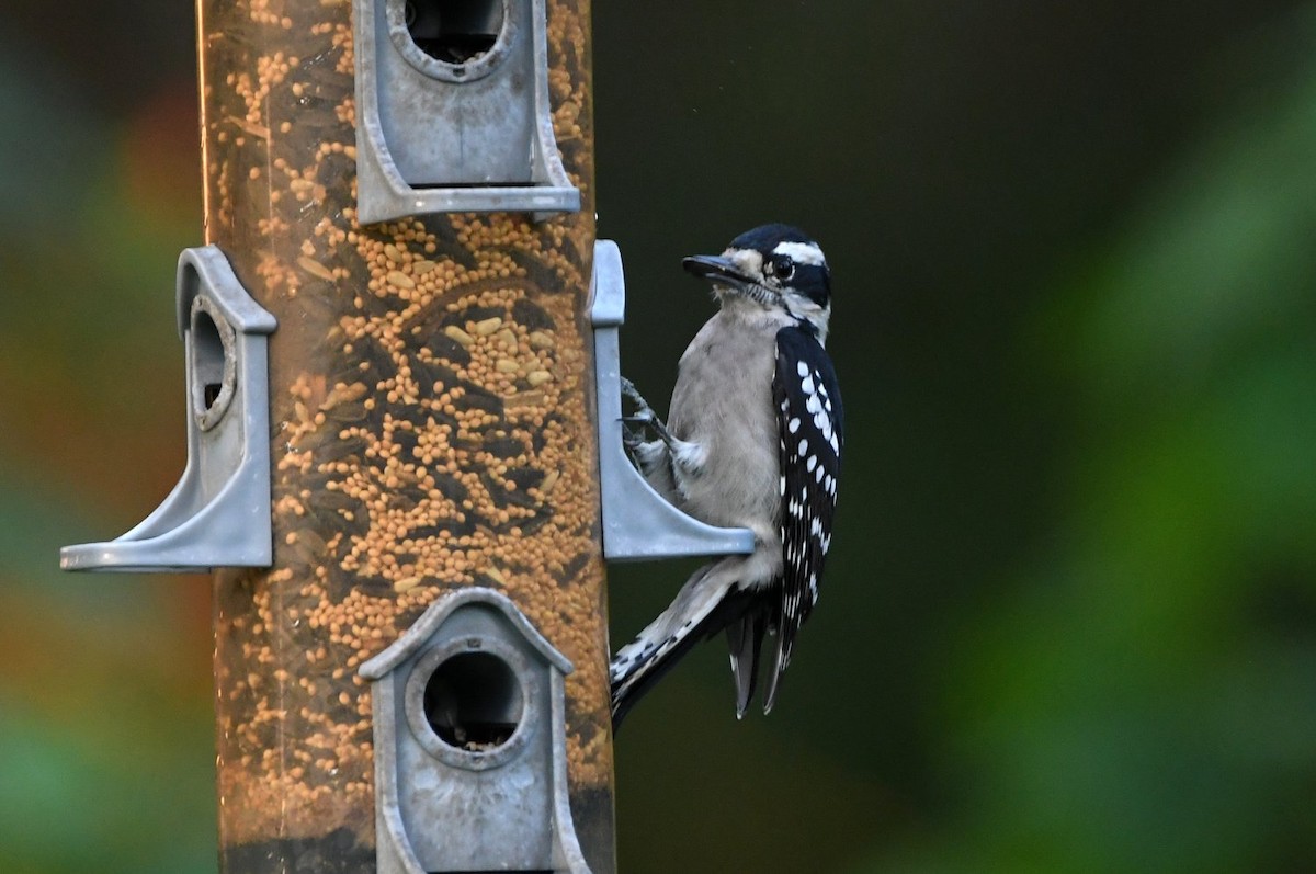 Downy Woodpecker - ML642029737