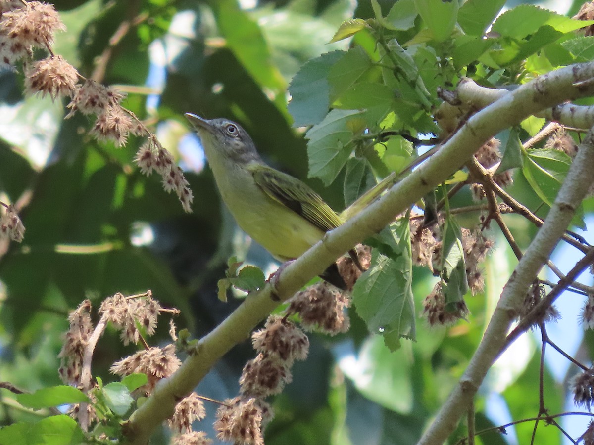 Yellow-olive Flatbill - ML642029742