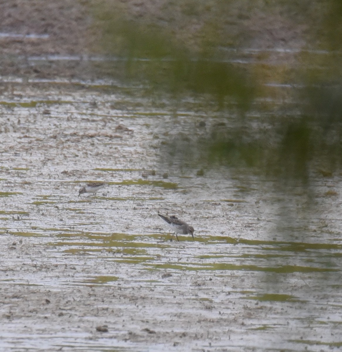 White-rumped Sandpiper - ML642029760