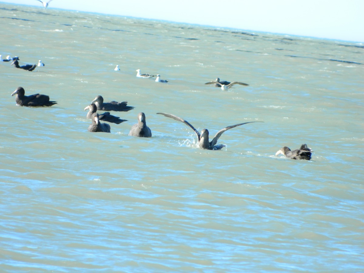 Southern Giant-Petrel - ML642029769