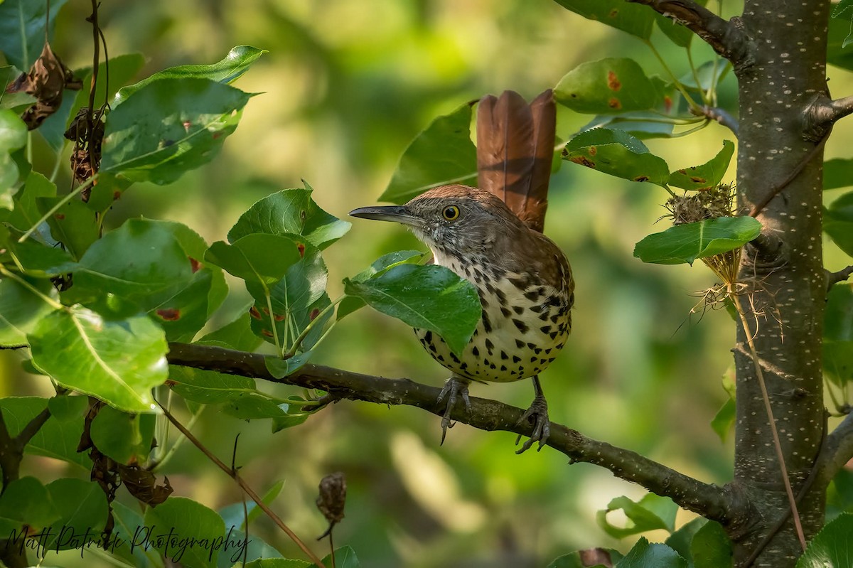 Brown Thrasher - ML642029781