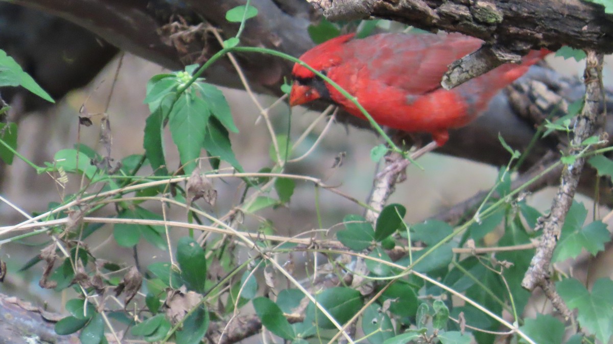 Northern Cardinal - ML642029783