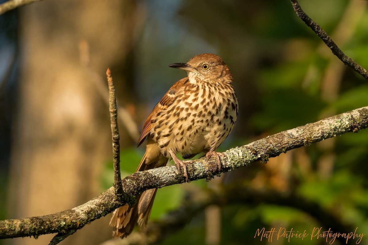 Brown Thrasher - ML642029784