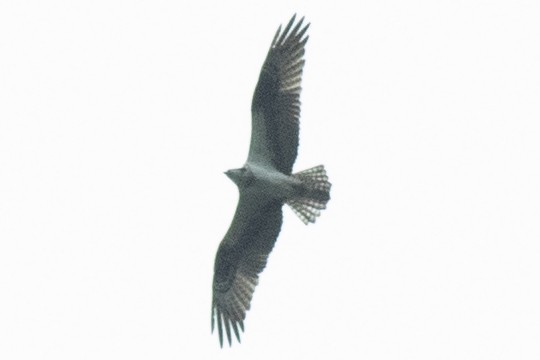 fiskeørn (carolinensis) - ML642029792
