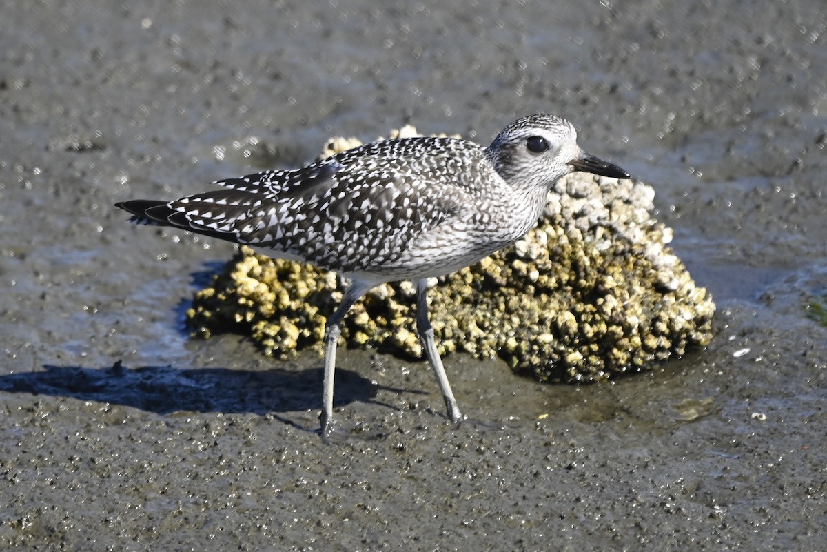 Black-bellied Plover - ML642029819