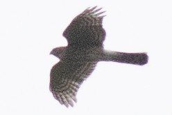tverrhalehauk - ML642029833