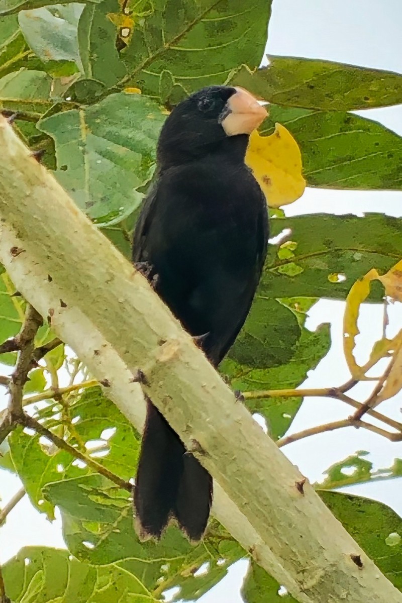 Nicaraguan Seed-Finch - ML642029840