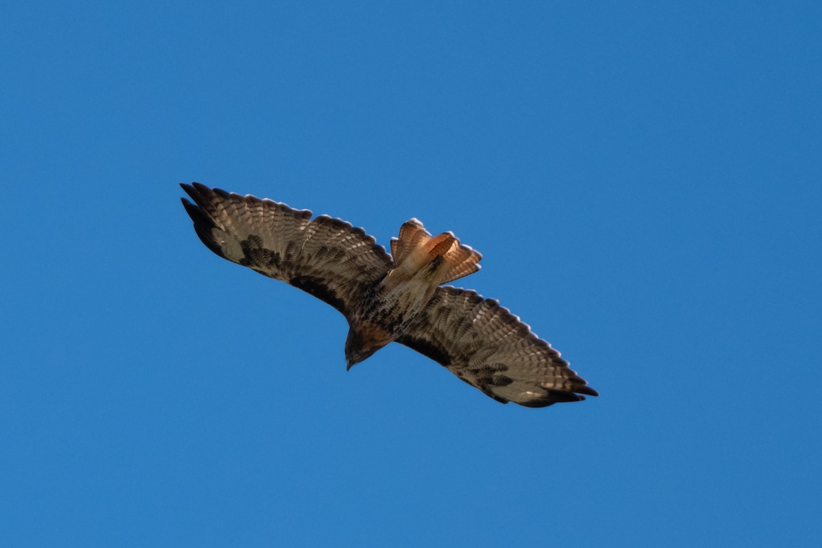 Red-tailed Hawk - ML642029855