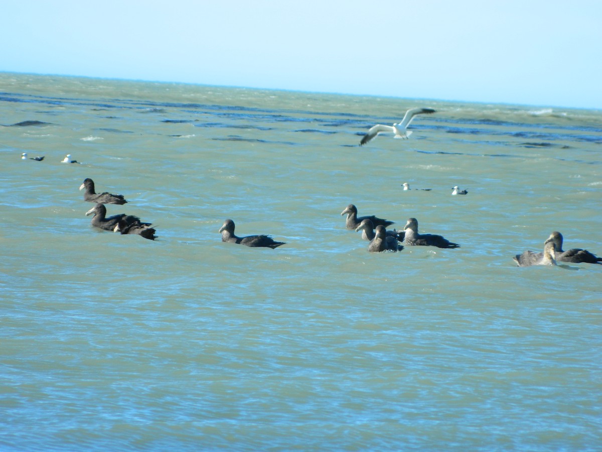 Southern Giant-Petrel - ML642029862