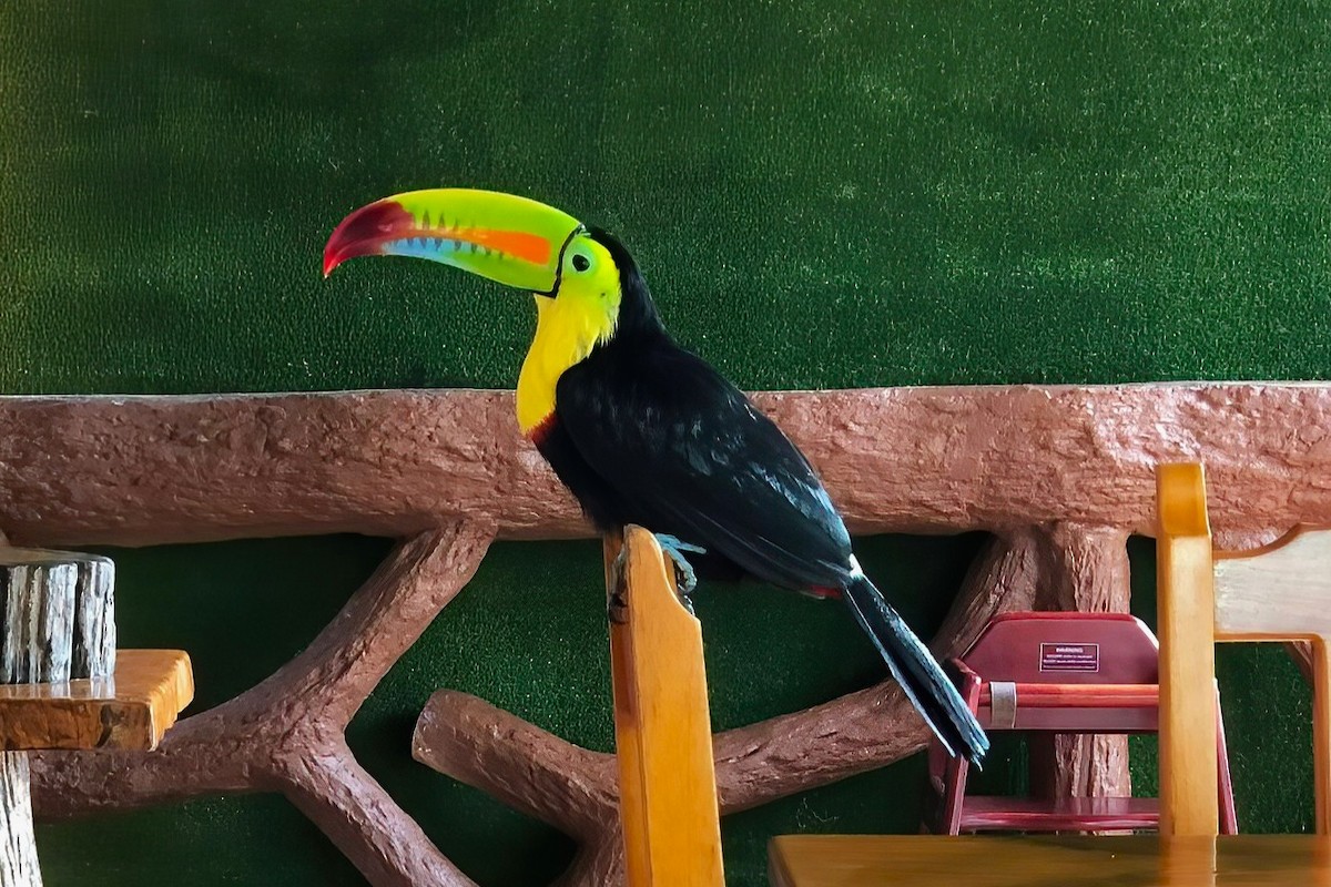 Keel-billed Toucan - ML642029865
