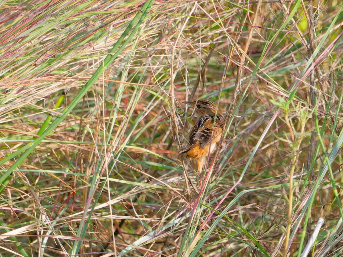 Sedge Wren - ML642029869