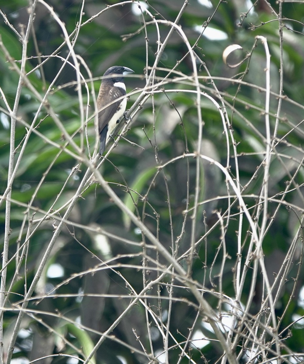 Capucin pie - ML642029873