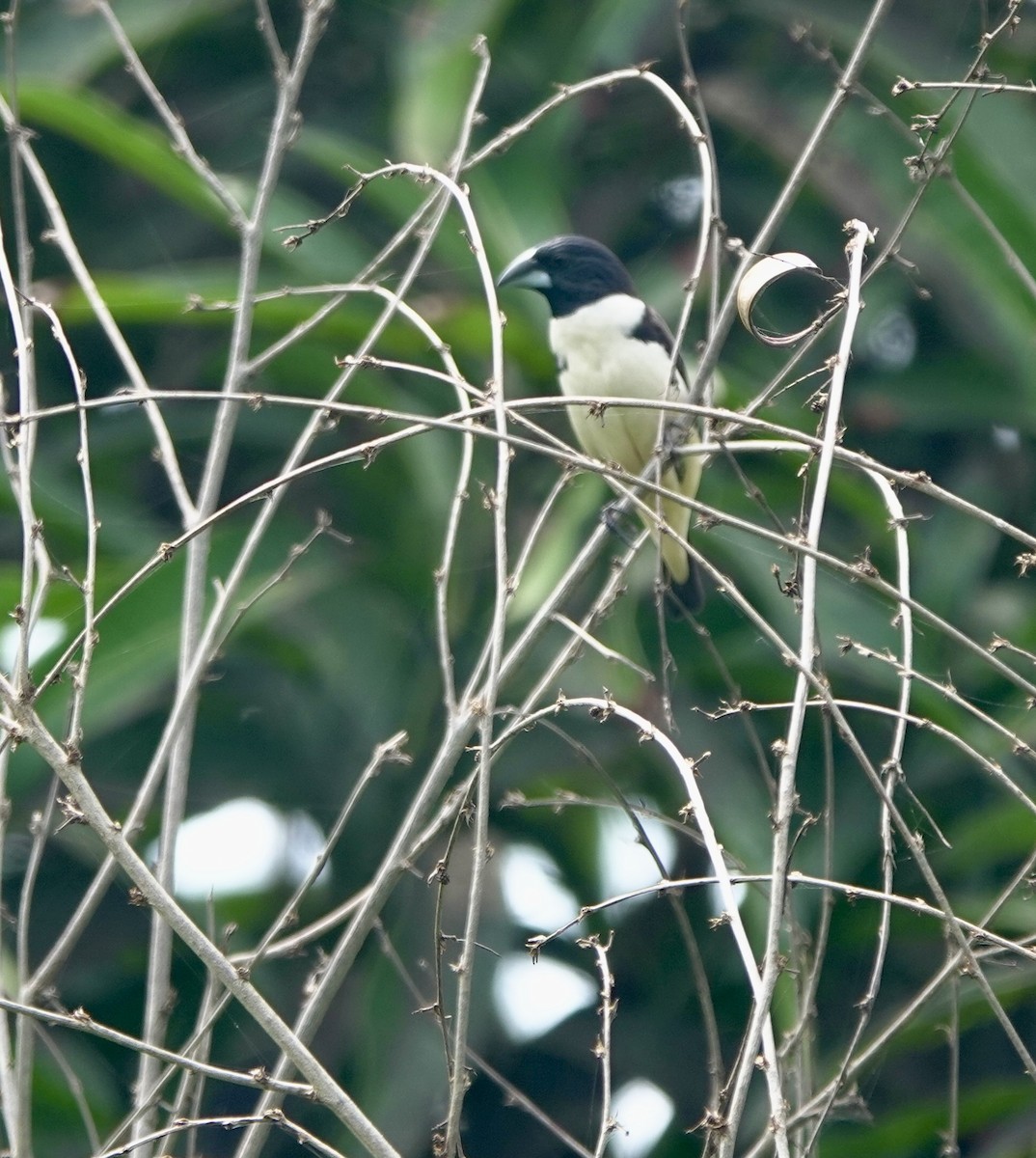 Capucin pie - ML642029874