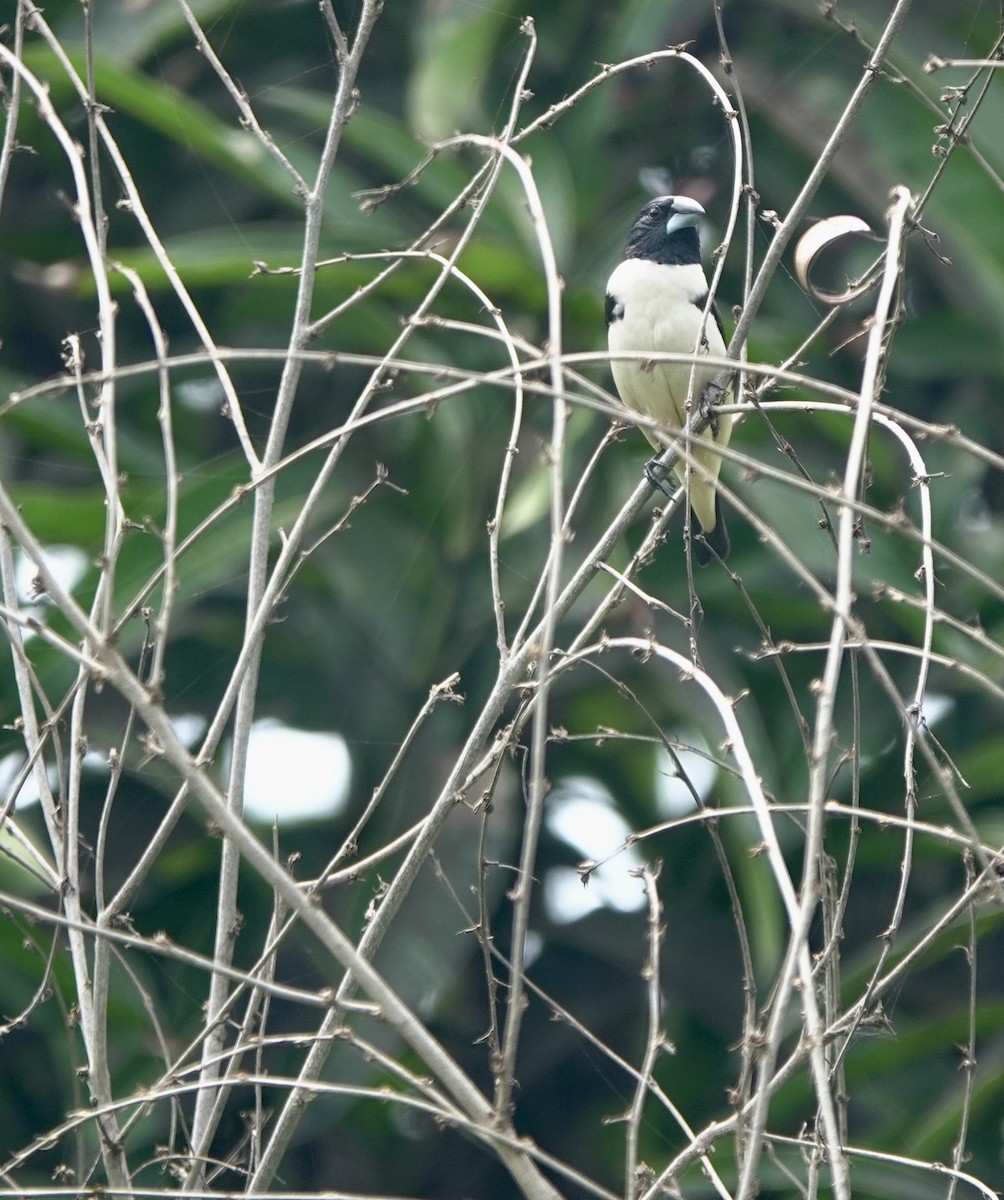 Capucin pie - ML642029875