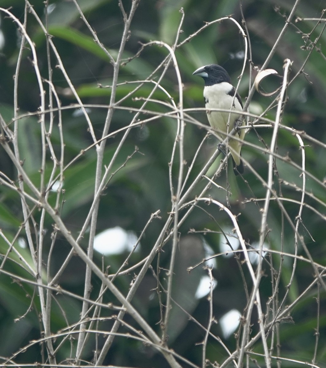 Capucin pie - ML642029876