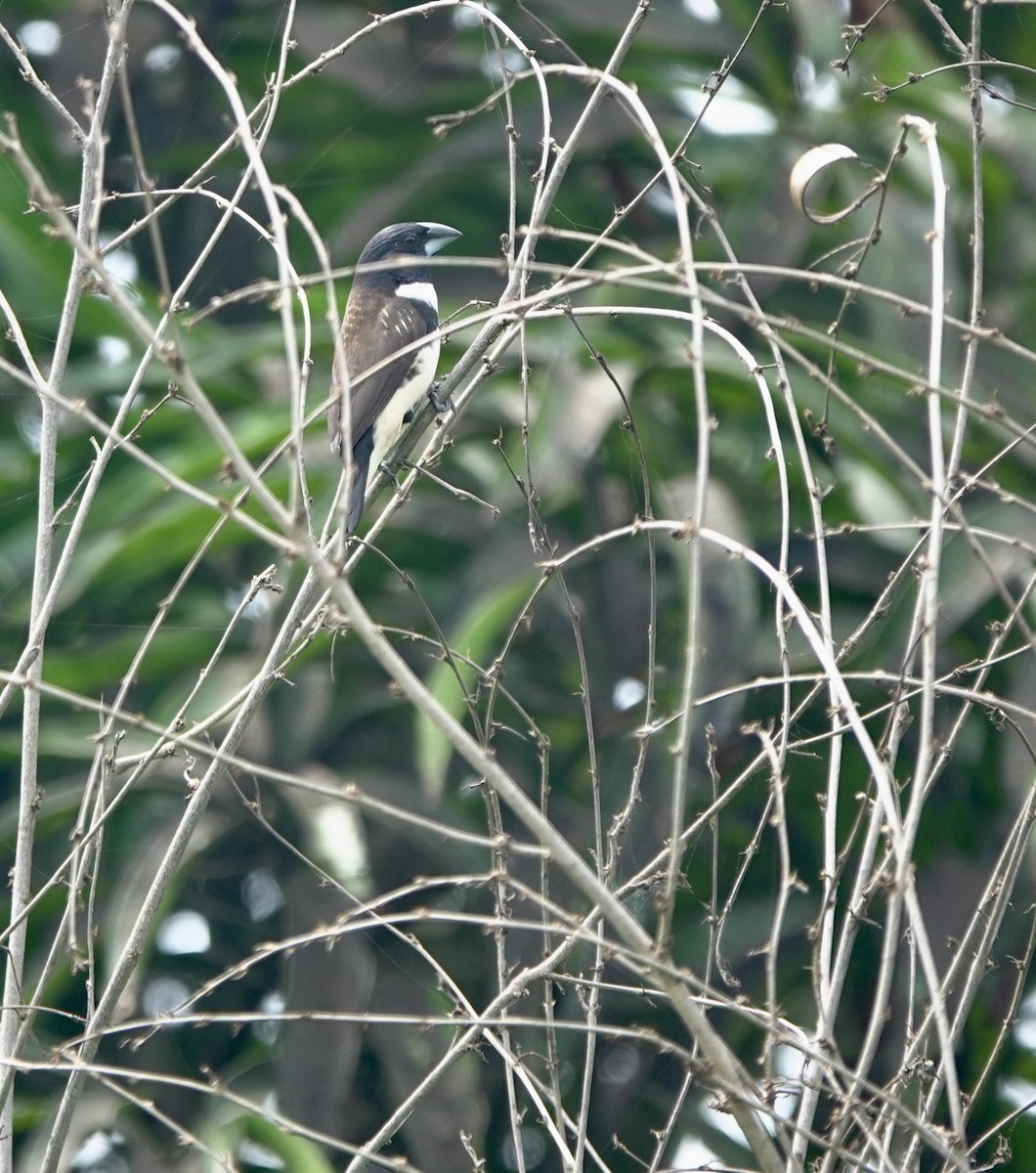 Capucin pie - ML642029877