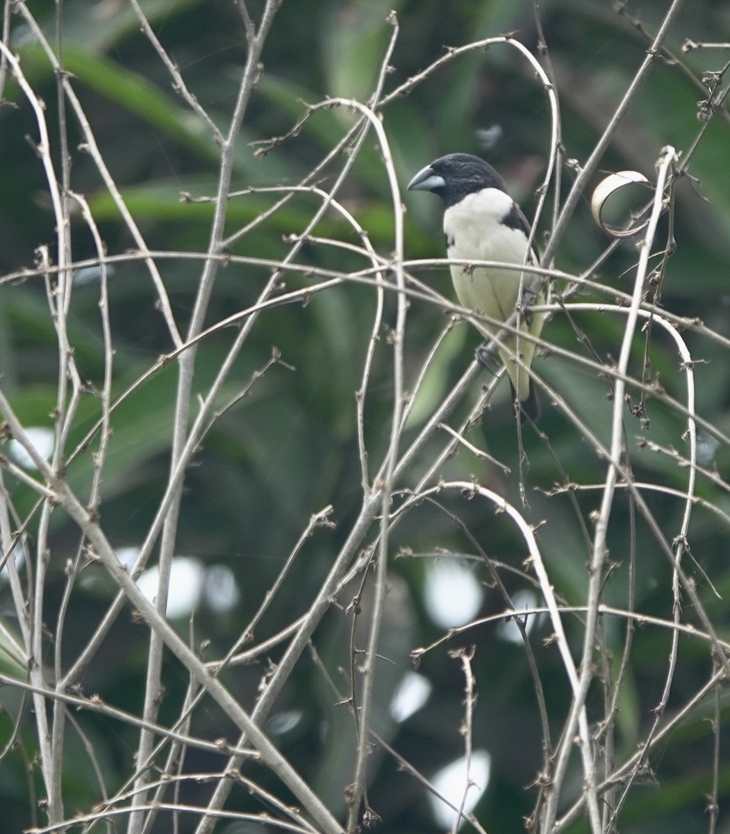 Capucin pie - ML642029878