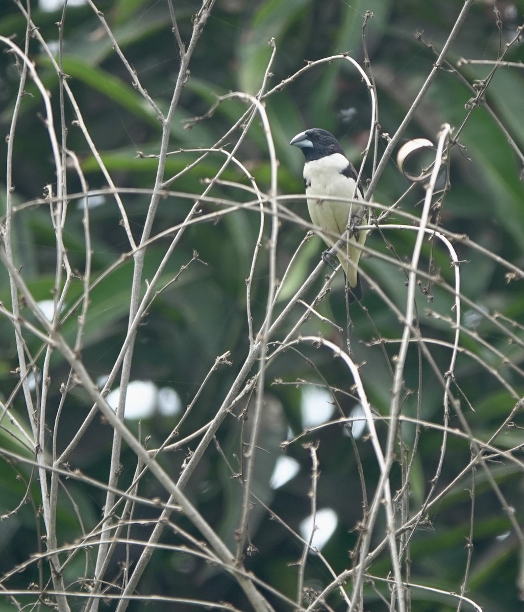 Capucin pie - ML642029879