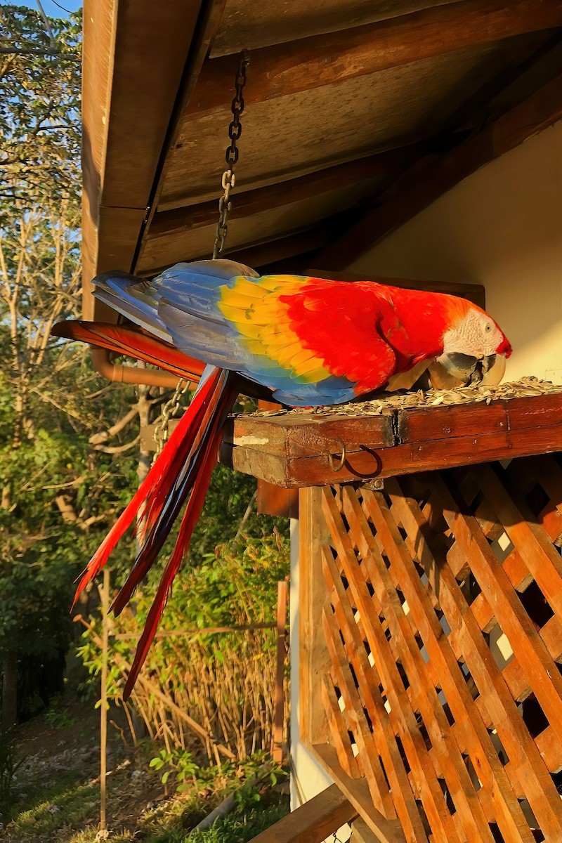 Scarlet Macaw - ML642029891